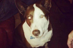 CowDog